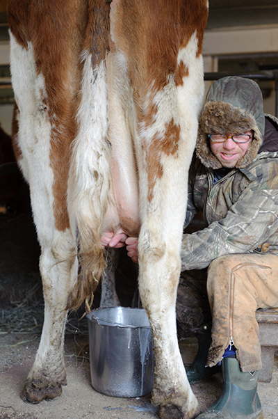 Milking the Cow